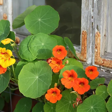 Granum Gard Vendégház 3*